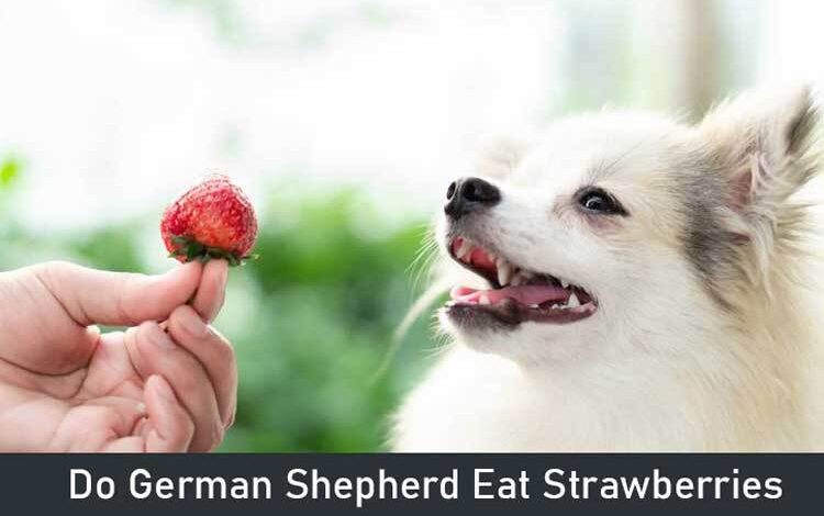 Can German Shepherds Eat Strawberries