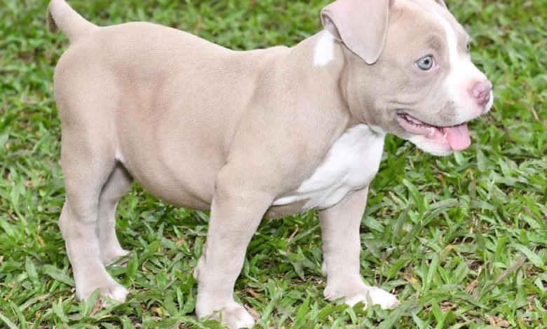 Best Pitbull Puppies For Sale