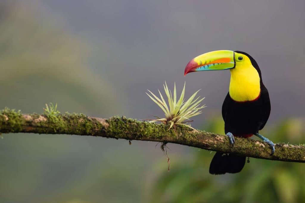 Flora-i-Fauna-Kostaryki